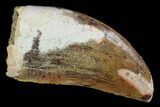 Serrated, Juvenile Carcharodontosaurus Tooth - Morocco #100092-1